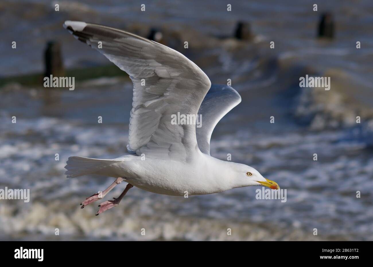 Herring Gull in flight on the coast of Essex Stock Photo Alamy