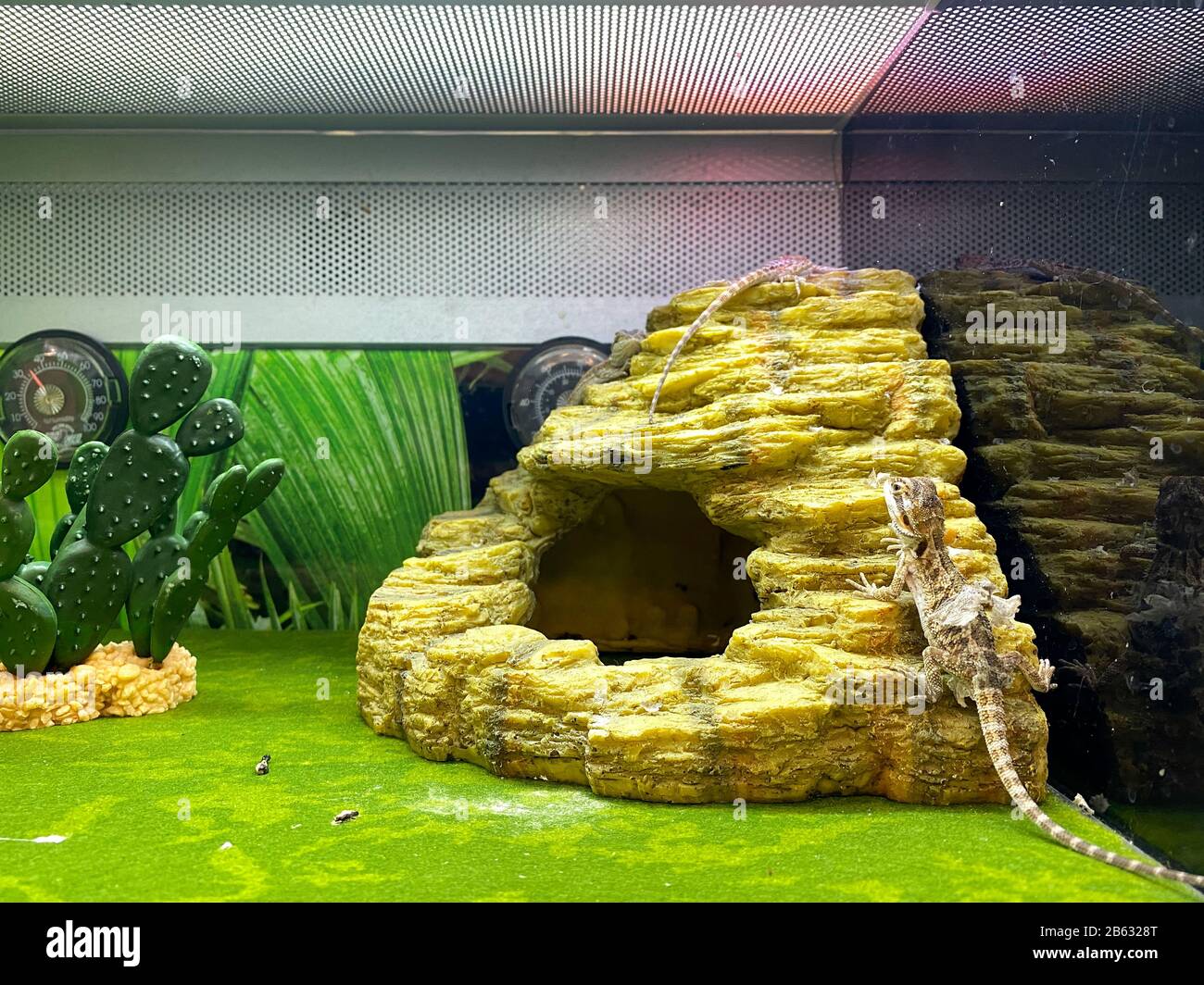 Orlando, FL/USA3/7/20 A Gecko shedding its skin is standing on a rock