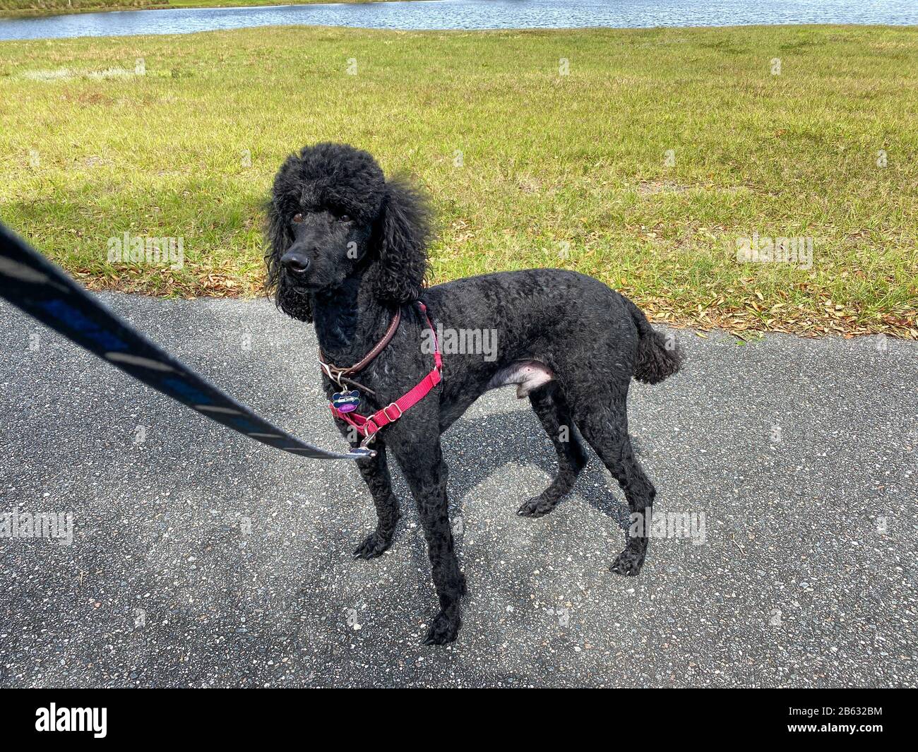 A black purebred standard poodle on a leash in a neighborhood going for