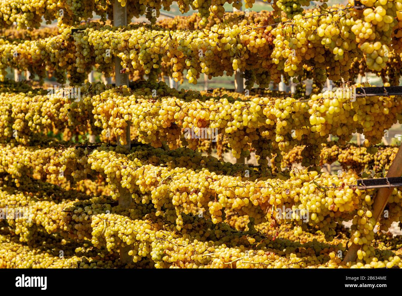 Fruit drying racks hi-res stock photography and images - Alamy