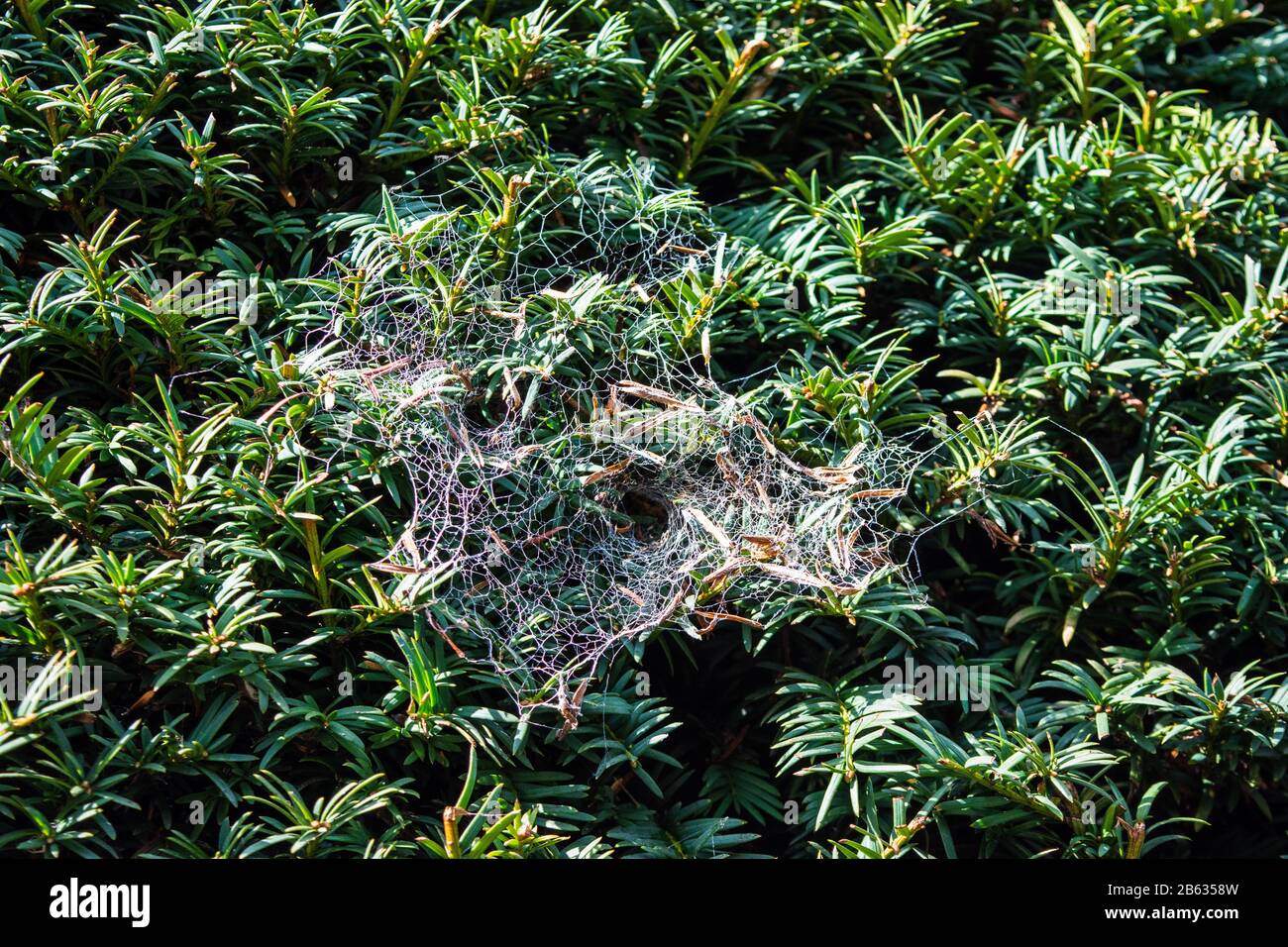 A white grey spider web probably from genus Amaurobius on a well clipped yew tree Taxus Bacatta Stock Photo