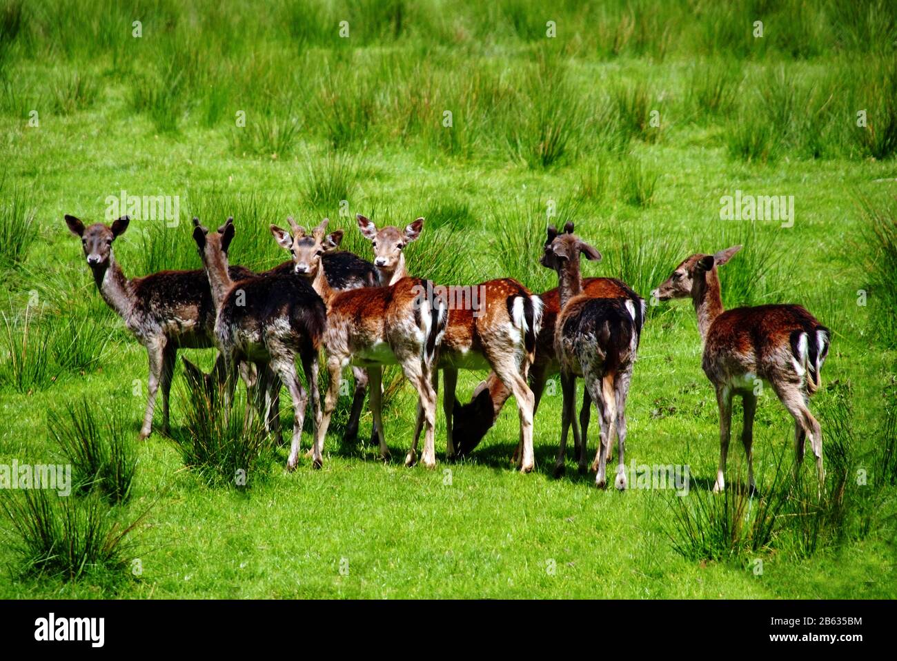 Fallow deer in Hartfordshire UK Stock Photo