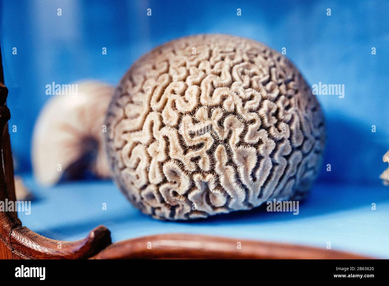 Brain coral exhibit close-up in museum Stock Photo