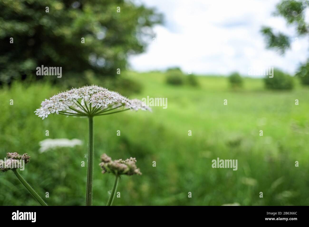 Soft focus view of cow parsley Stock Photo