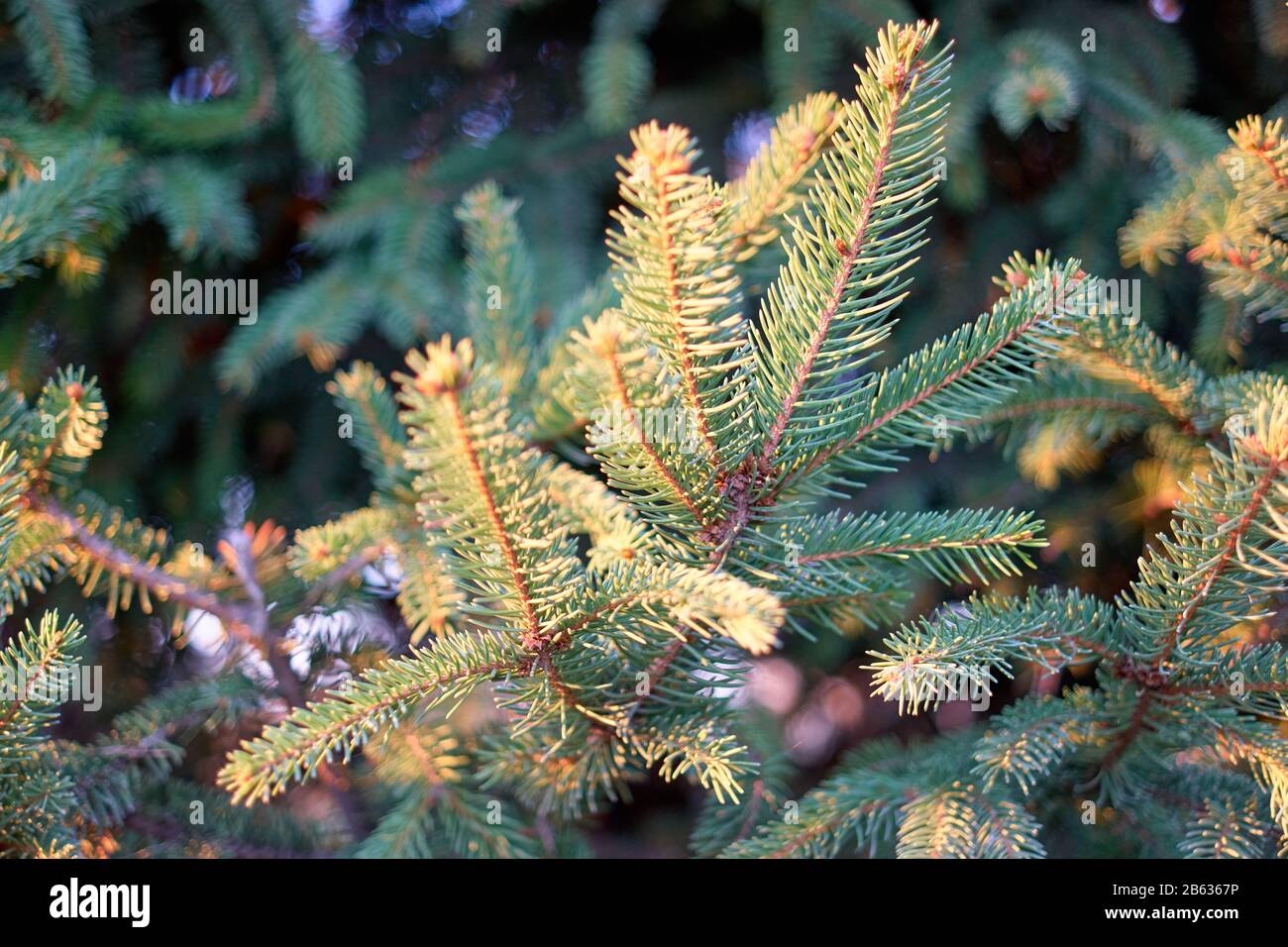 Evergreen pine tree branches hi-res stock photography and images - Alamy