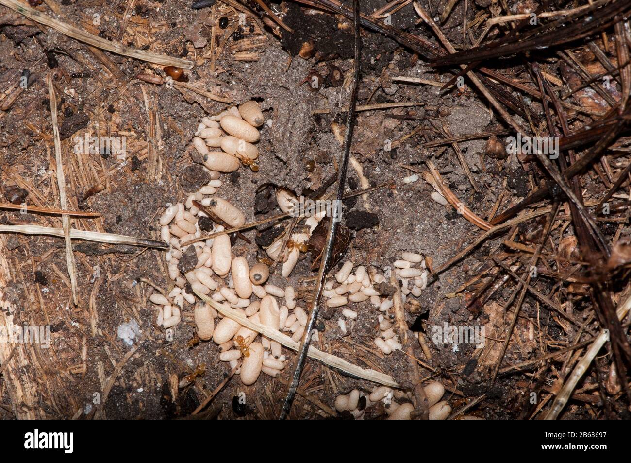Vadnais Heights, Minnesota. John H. Allison forest. Colony of red ants with cocoon larvae, pupae. Large cocoons will become queen ants and the small c Stock Photo
