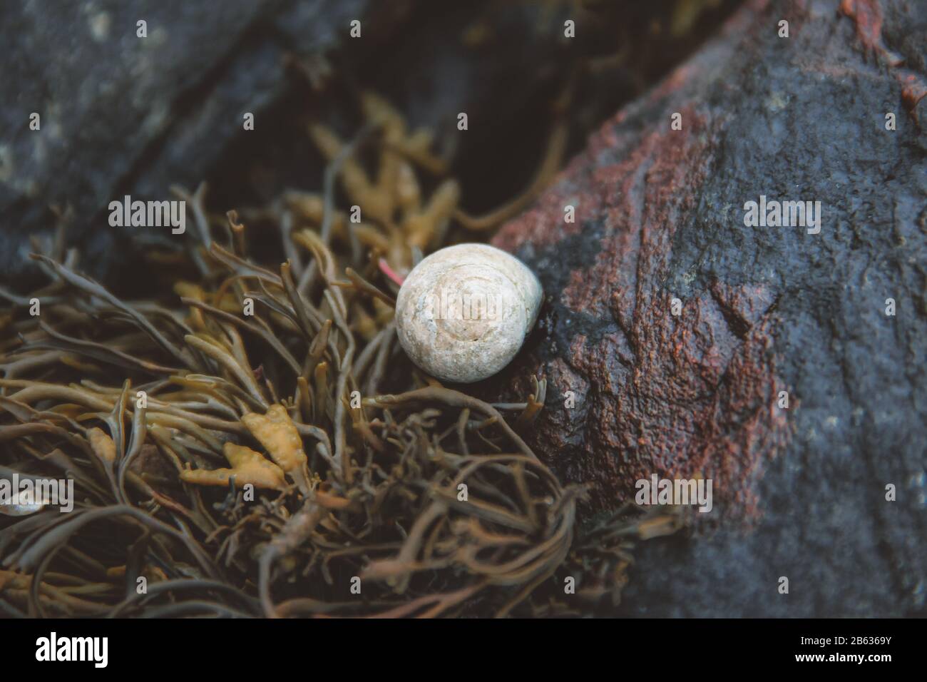 Sea snail shell white hires stock photography and images Alamy