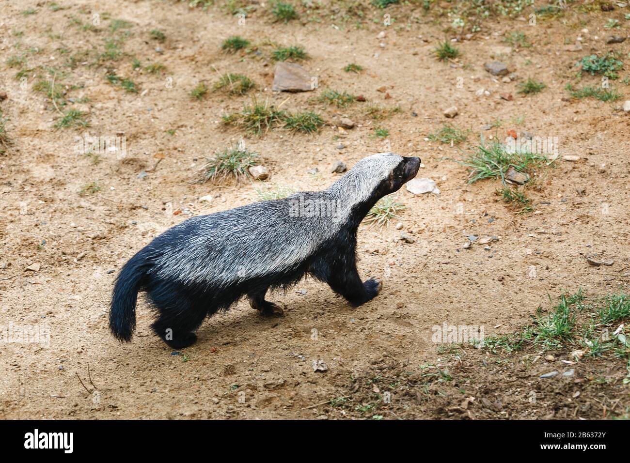 Honey badger on the walking path in the Zoo Stock Photo Alamy