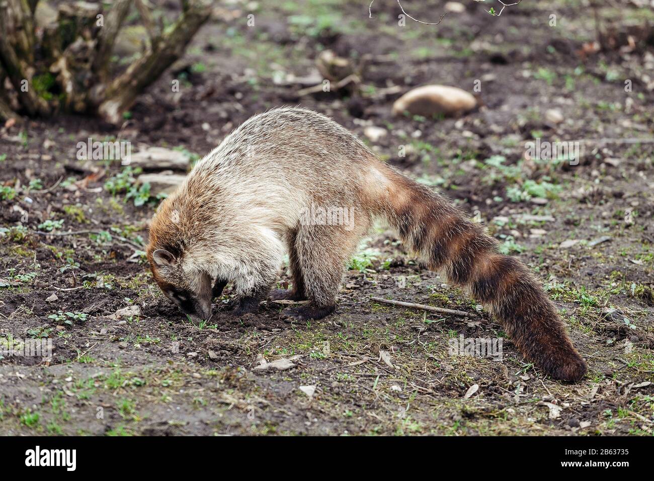 Ring tailed coatis Nasua Digs in the ground in search of food Stock Photo