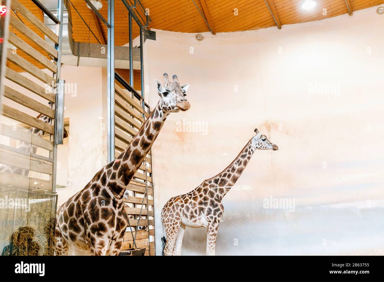 Giraffes eating high tree hi-res stock photography and images - Alamy