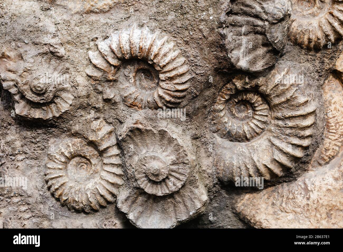 Closeup of many ammonite prehistoric fossil on the surface of the stone