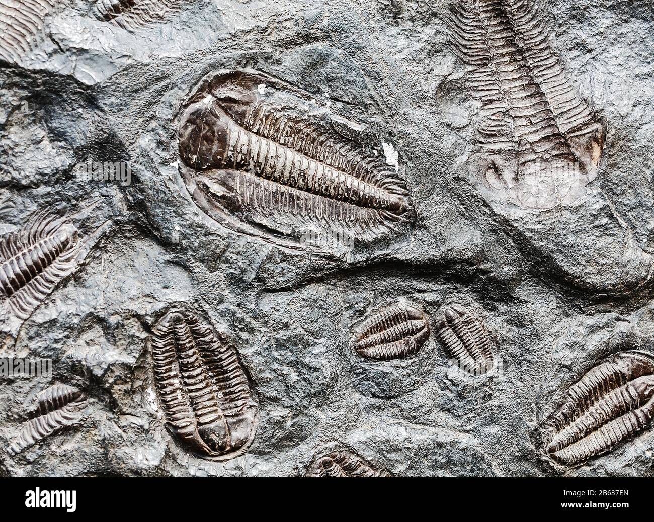 Imprints of ancient living creatures trilobites in stones and fossils Stock Photo