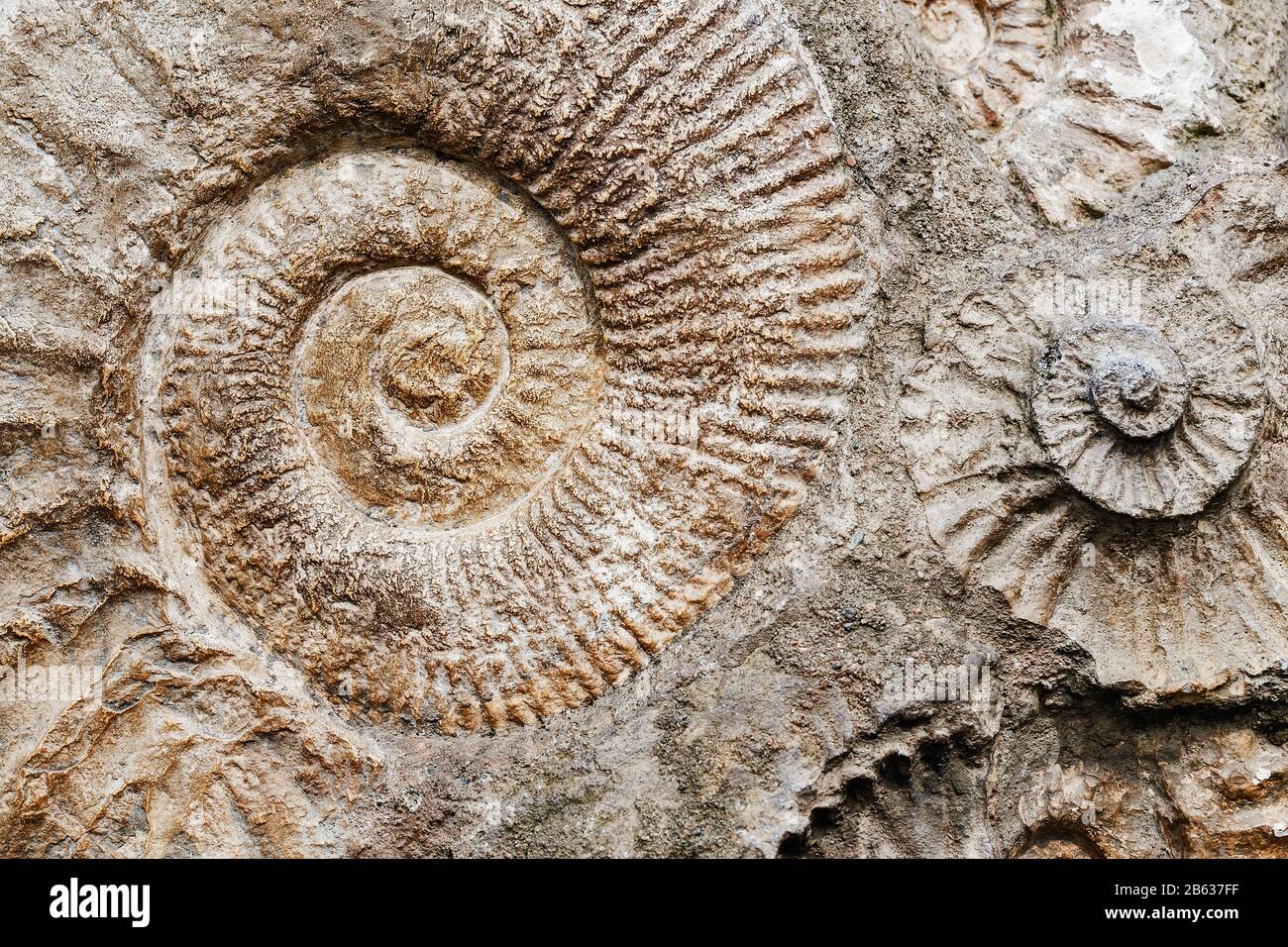 Closeup of many ammonite prehistoric fossil on the surface of the stone