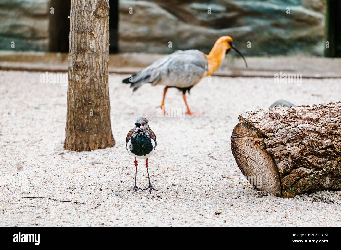 a exotic small birds in the aviary in Prague zoo Stock Photo