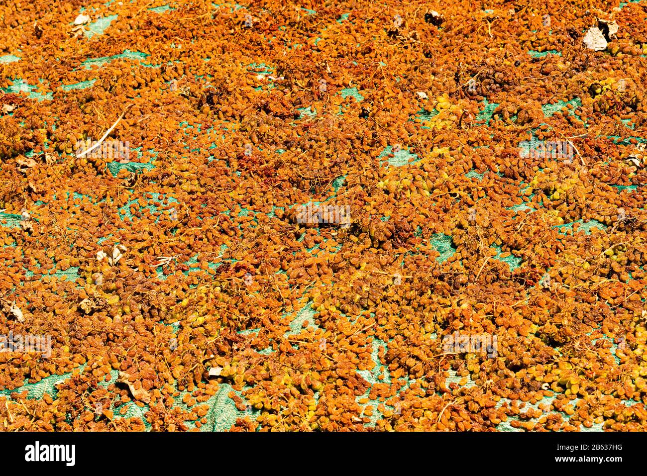 Sultanina sun raisings grapes soaked into caustic potash solution