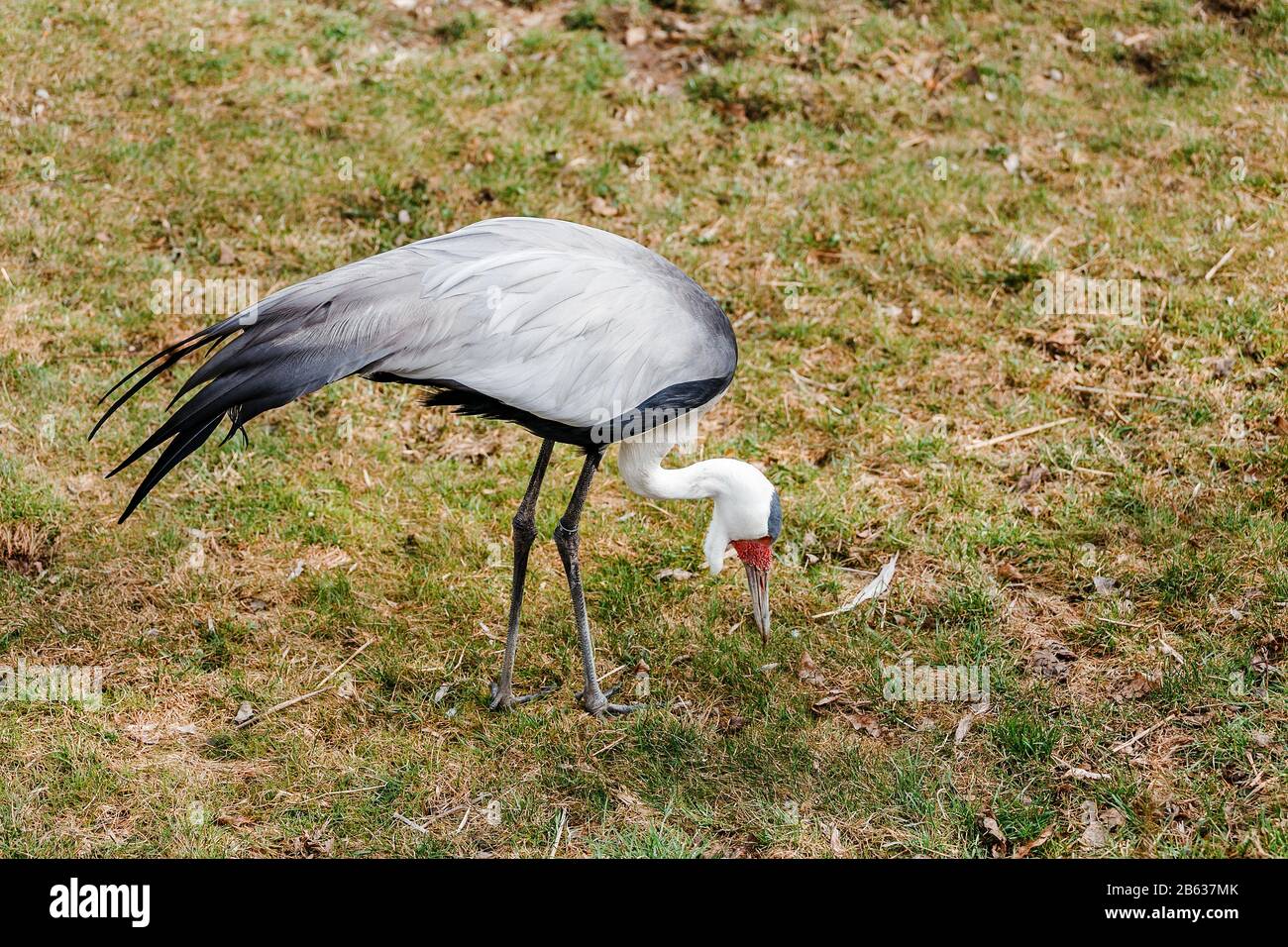 Wattled Crane Bugeranus carunculatus is a big bird with unusual red Cutaneous growths Stock Photo