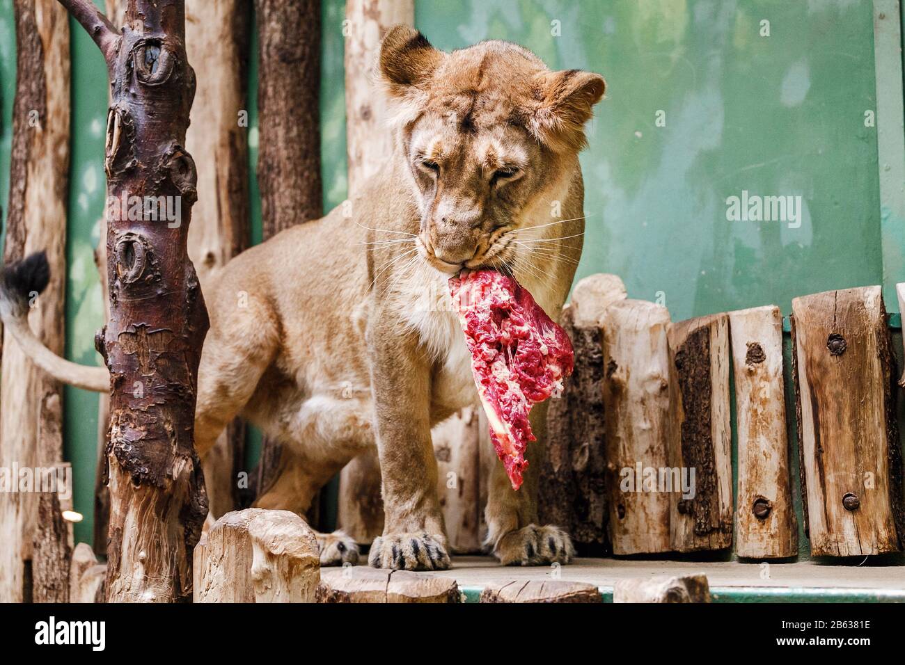 Flesh eating animals hi-res stock photography and images - Alamy