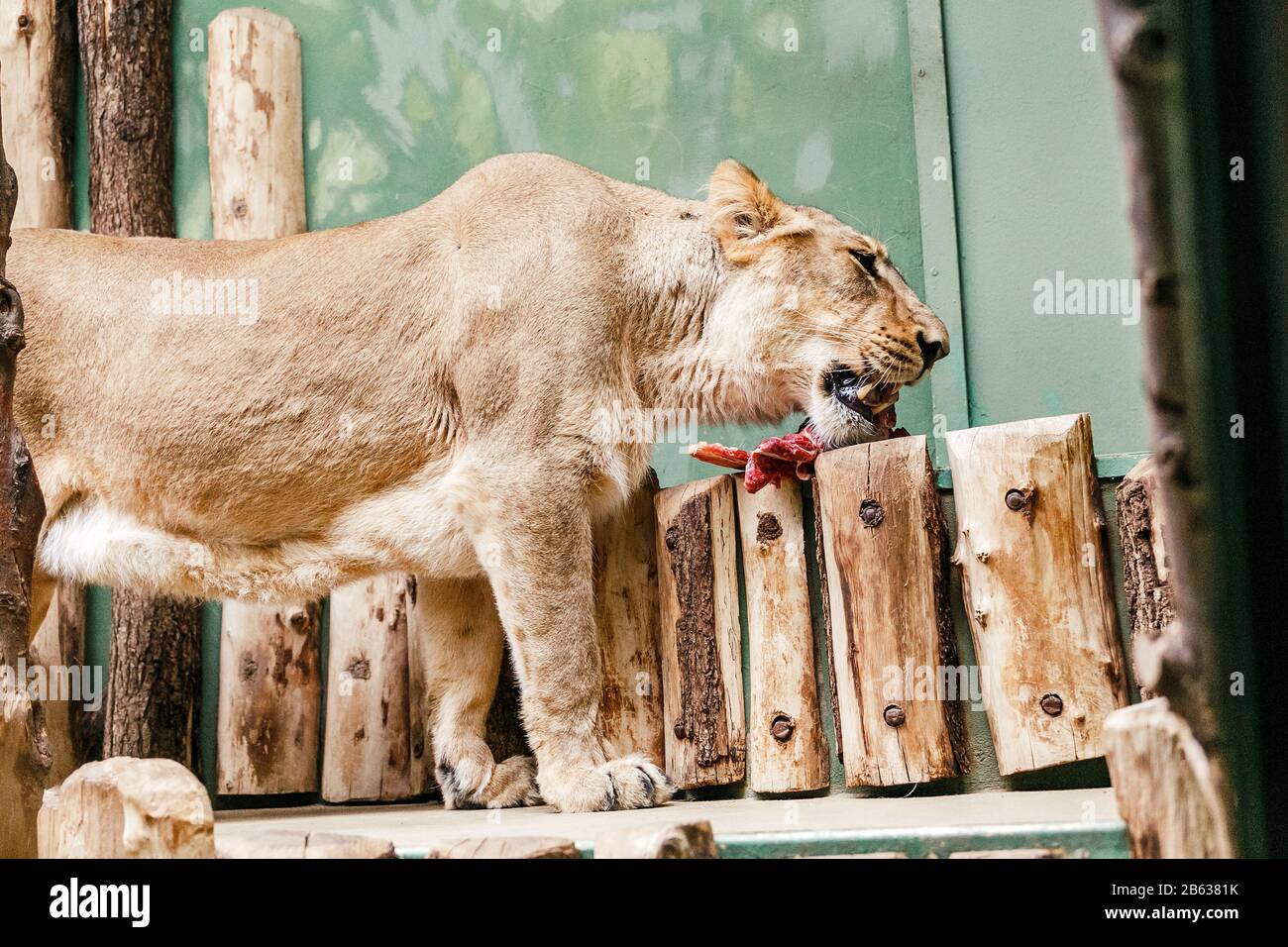 Flesh eating animals hires stock photography and images Alamy