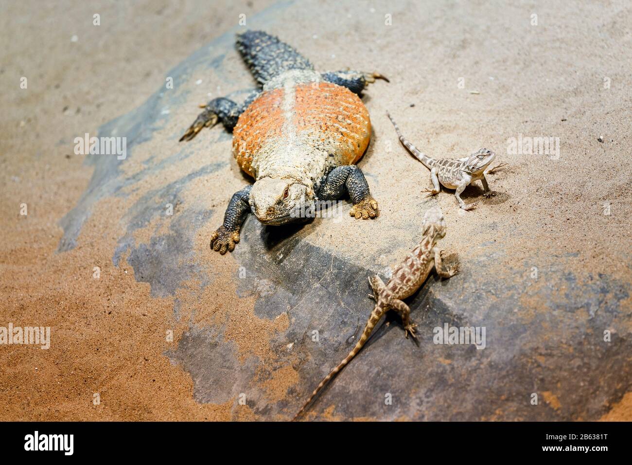 Desert reptiles hotsell for sale