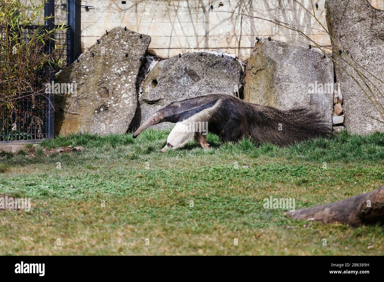 Giant anteater is walking in the zoo Stock Photo