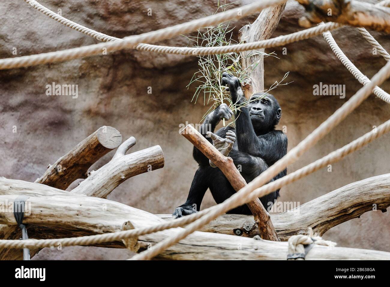 Female Western lowland gorilla eating her food Stock Photo