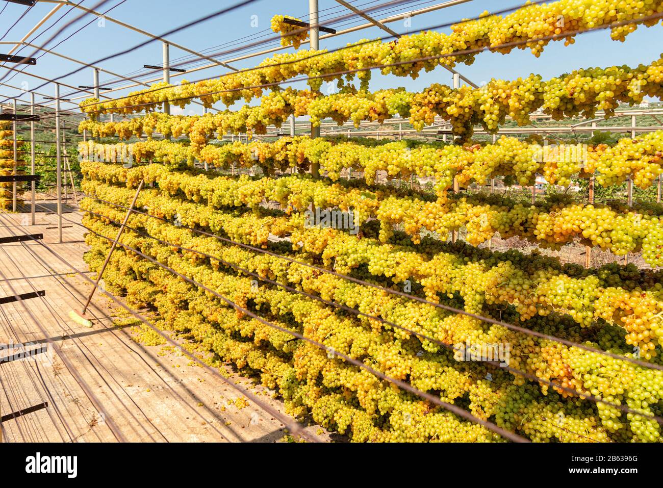 Sultanina sun raisings grapes soaked into caustic potash solution