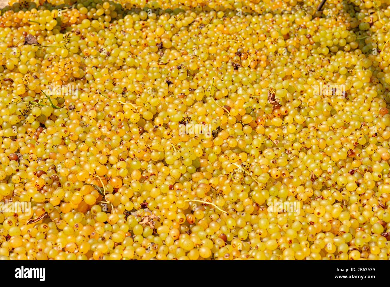Sultanina sun raisings grapes soaked into caustic potash solution