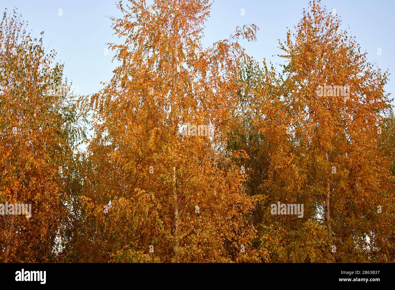 Birch trees with golden autumnal leaves Stock Photo - Alamy