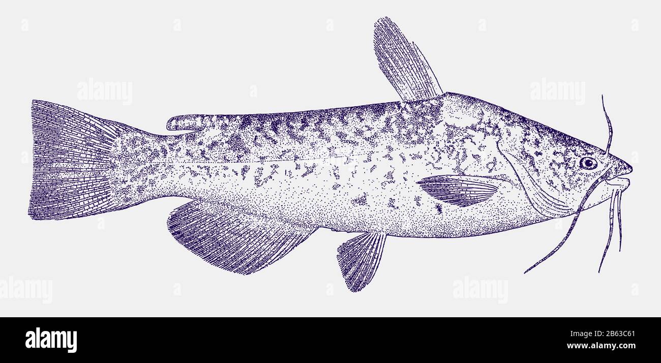 White bullhead catfish, ameiurus catus, a fish native to the coastal river systems of the eastern united states in side view Stock Vector