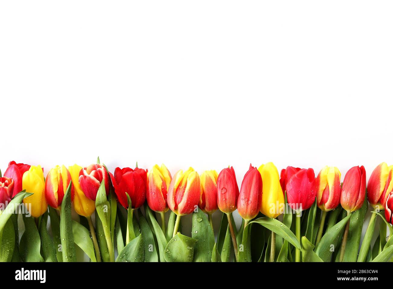 Bunch of spring tulip flowers on white background Stock Photo - Alamy