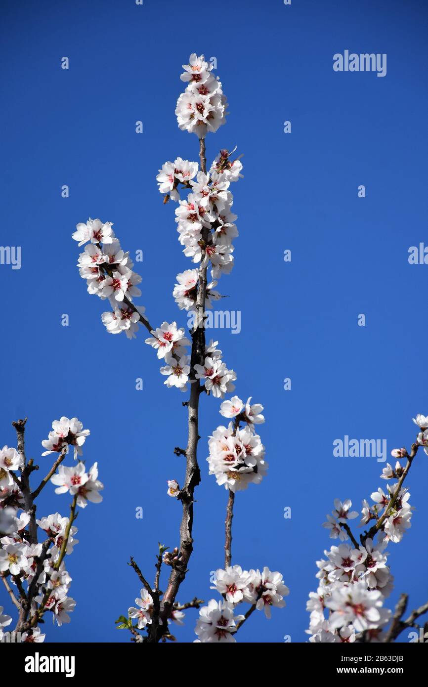 Almond blooms in California central valley, after drought and lack of