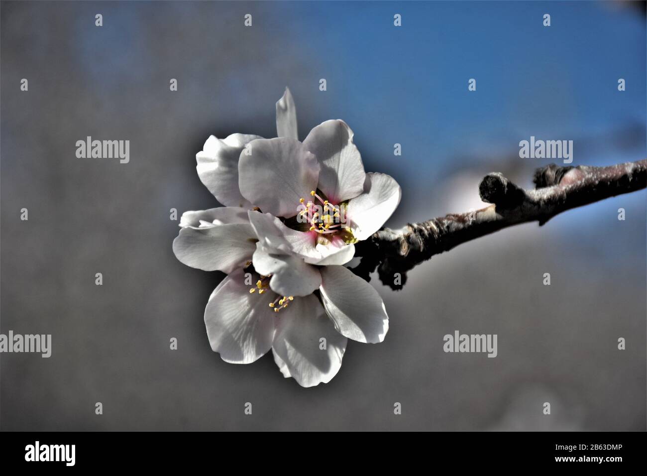 Almond blooms in California central valley, after drought and lack of