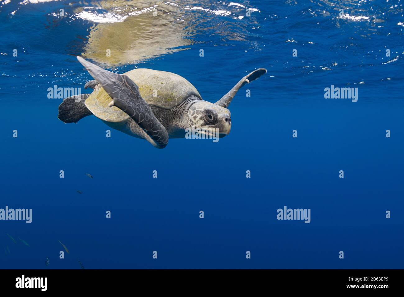olive ridley sea turtle, Lepidochelys olivacea, in open ocean, offshore from southern Costa Rica, Central America ( Eastern Pacific Ocean ) Stock Photo