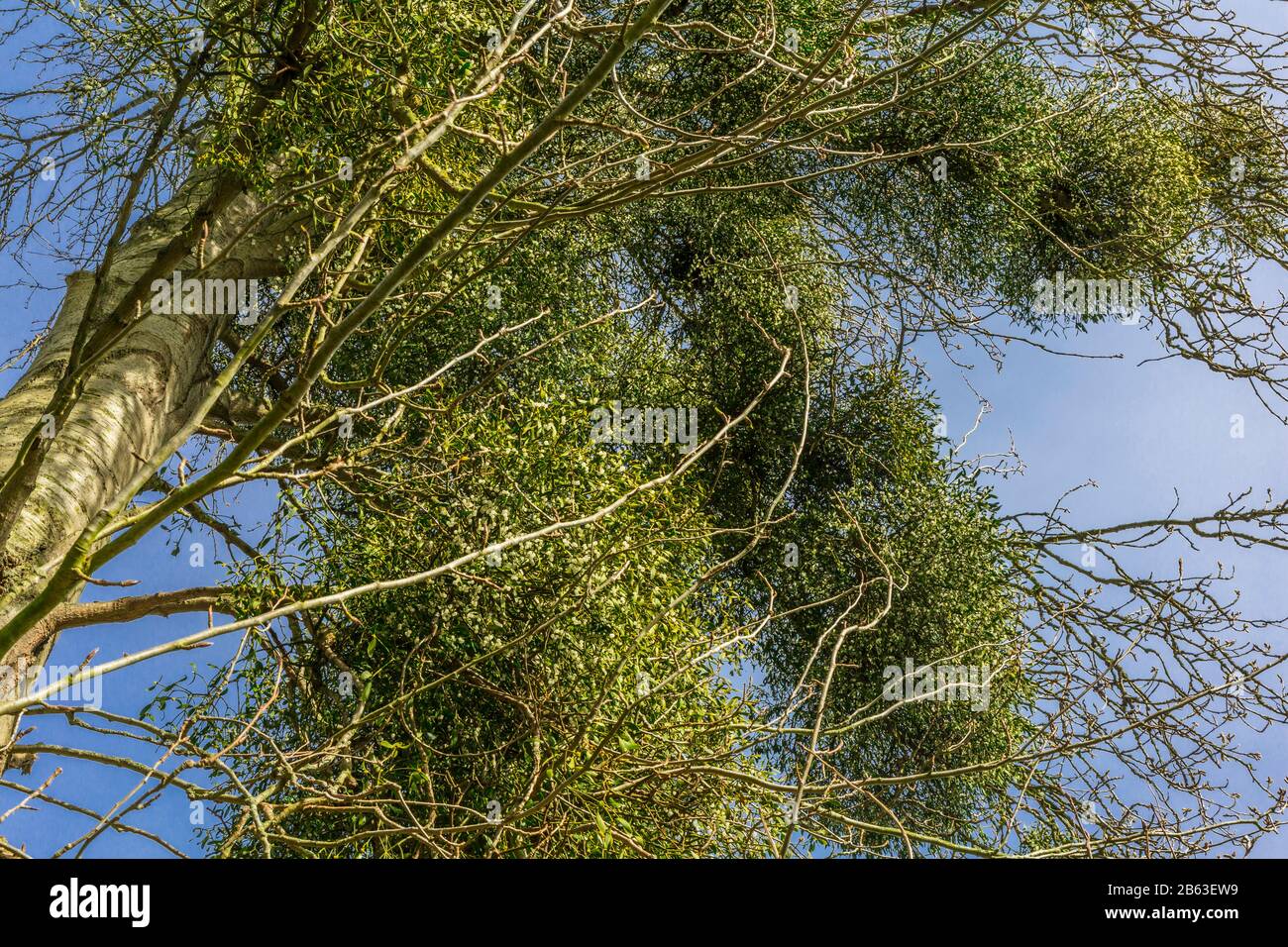 Mistletoe, viscum album, growing on a tree in Suffolk, England. Stock Photo