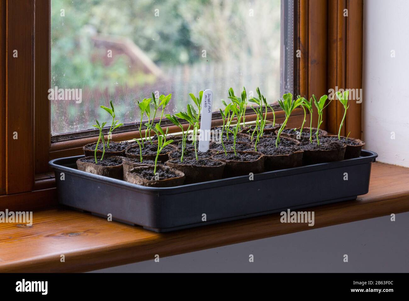 Sweet pea seedlings growing on a windowsill. Stock Photo
