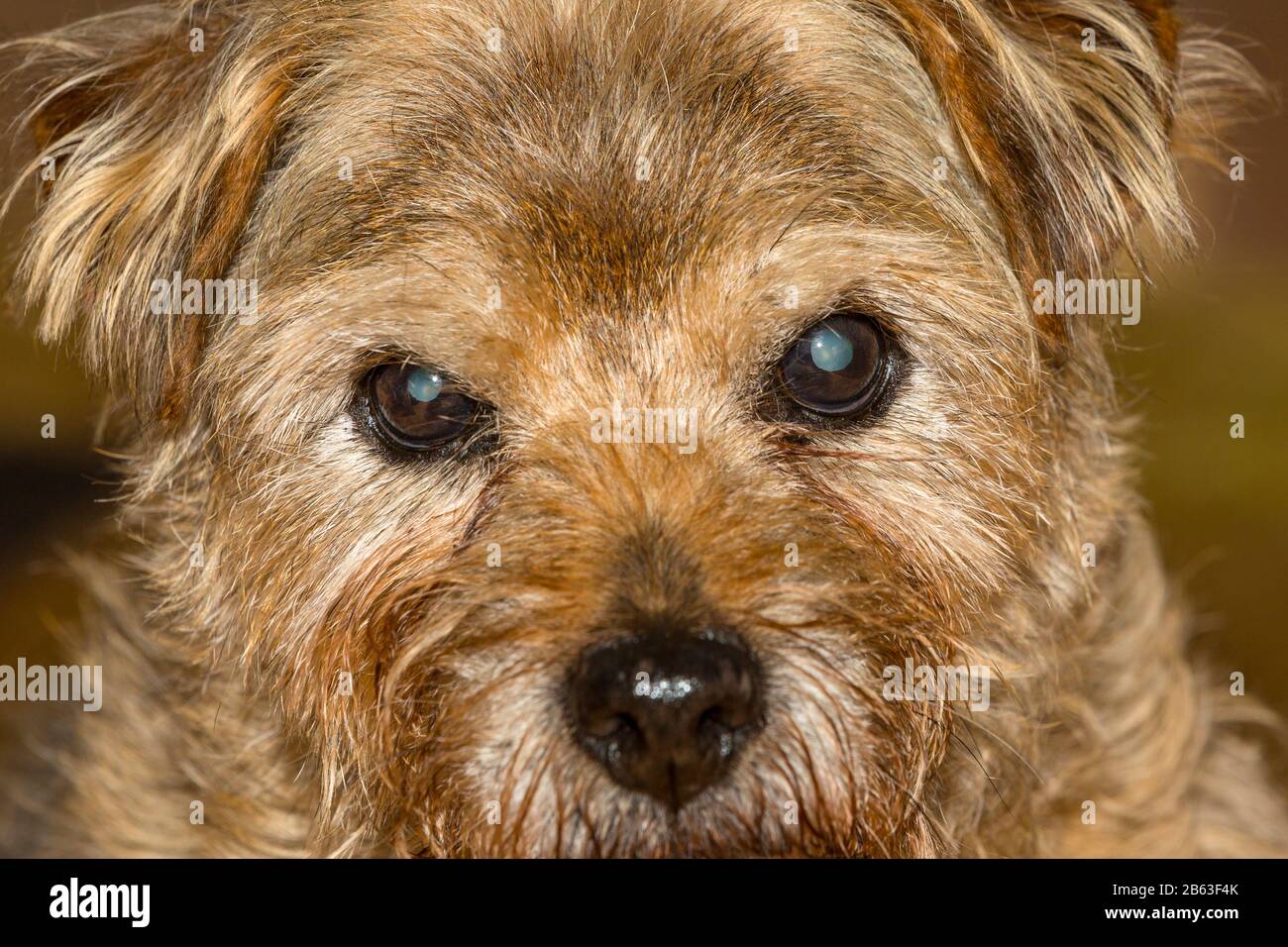 Elderly dog with cataracts. Rosie is a 16 year old terrier. Stock Photo
