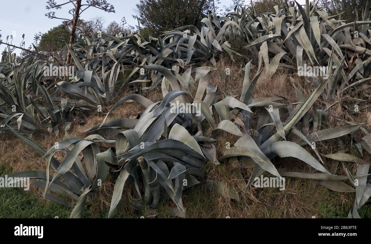 Slope with agaves. Sentry plant, Agave Americana, maguey. Color digital photography. Badalona hills, Barcelona, Spain. Stock Photo