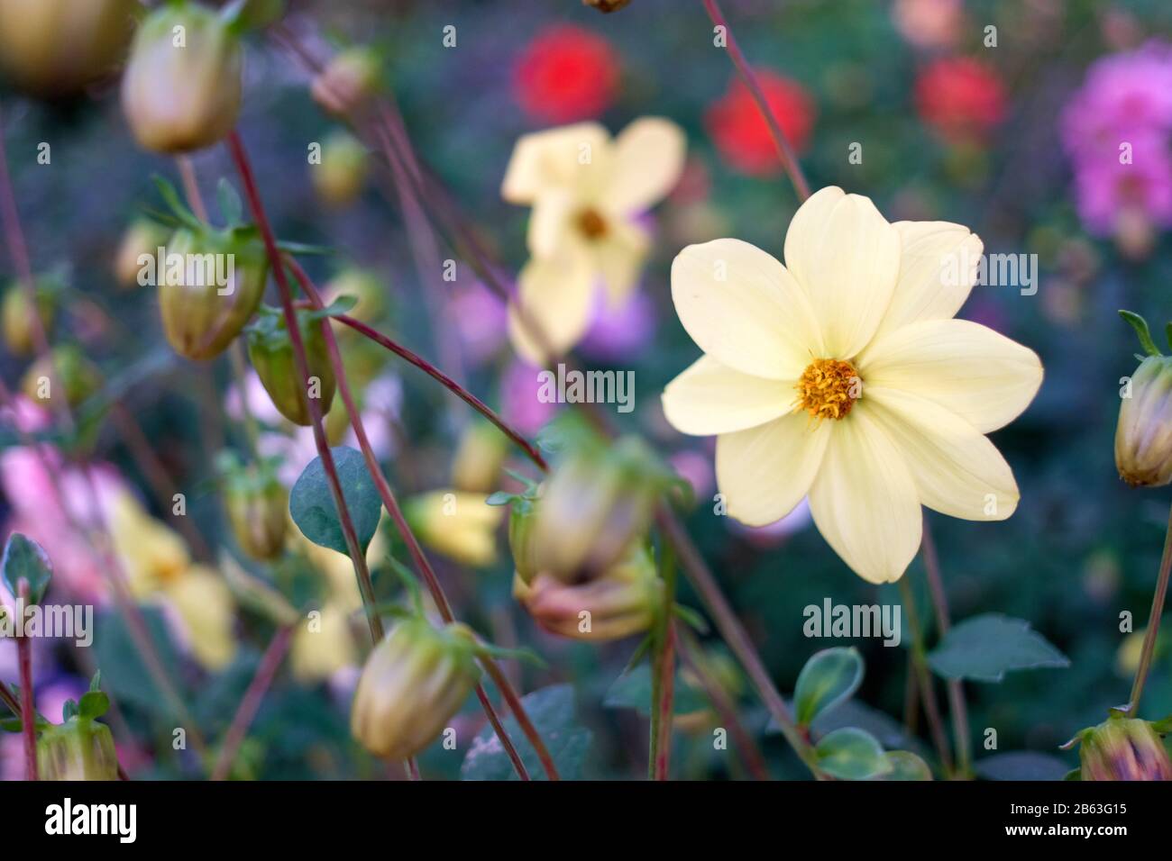 Close up pale yellow flower. Stock Photo