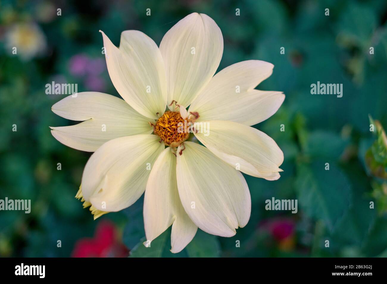 Flower with white petals and yellow middle. Stock Photo