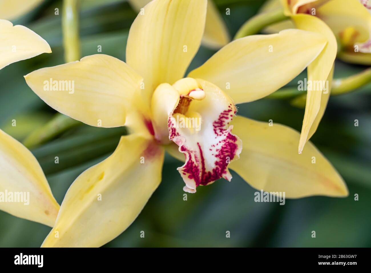 Phaius Orchid. Beautiful yellow orchid blooming close up view Phaius tankervilleae nature background. Stock Photo