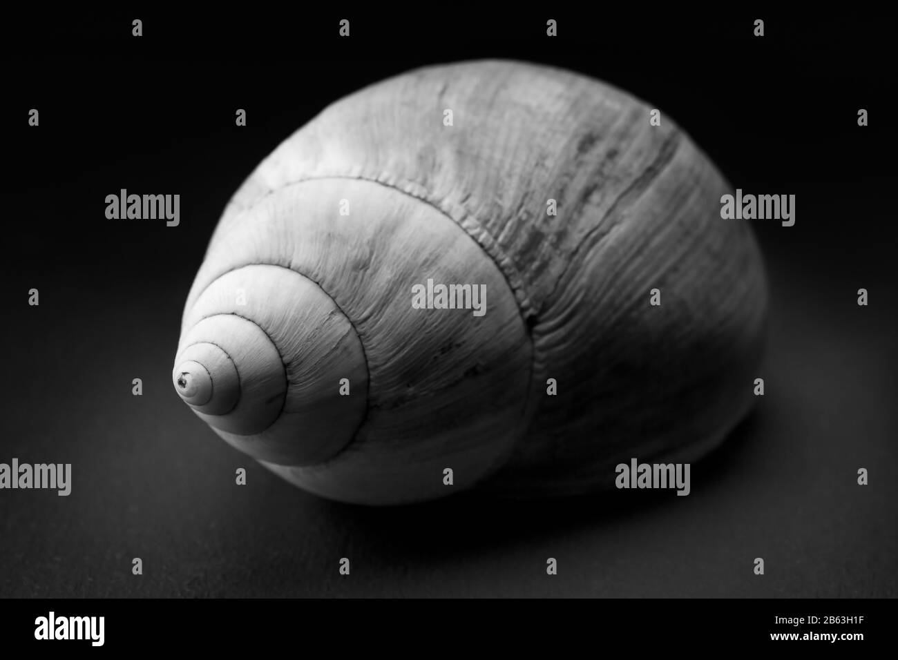 Sea shell in black and white with dark moody light to enhance the lines and textures Stock Photo