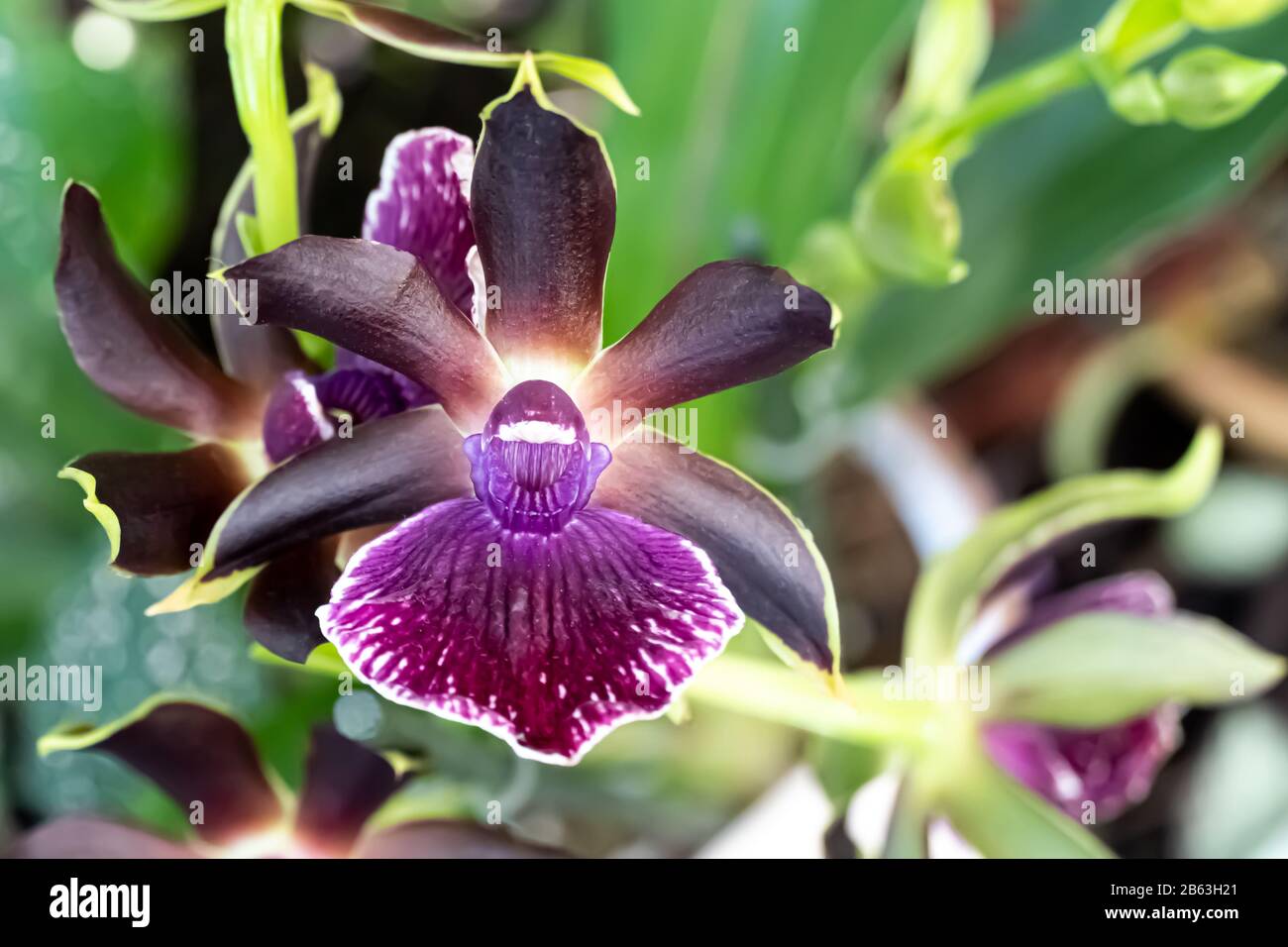 Orchid dark star. Miltassia familly orchids close up Stock Photo