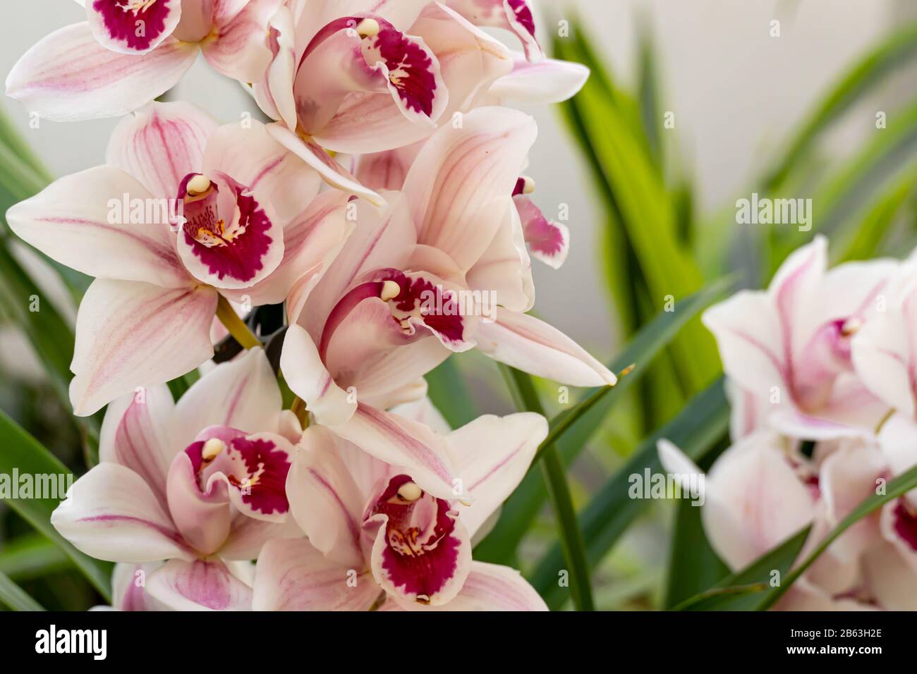Cymbidium or boat orchid. orchids of the philippines Stock Photo Alamy