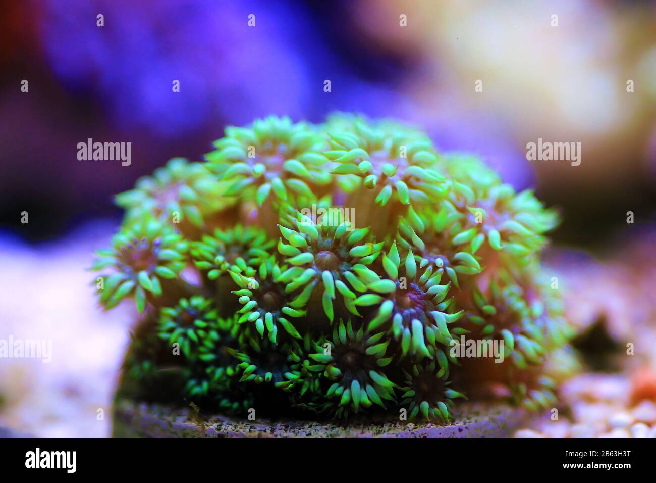 Green Flower Pot LPS Coral - (Goniopora sp.) Stock Photo