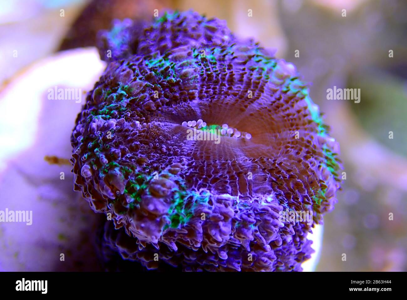 Acanthastrea Lordhowensis Coral, Double Color - (Micromussa lordhowensis) Stock Photo