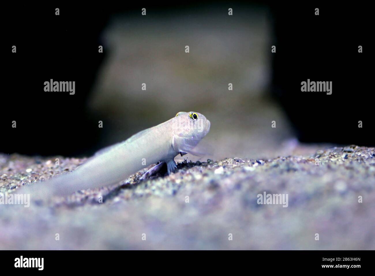 Sleeper Blue Dot Goby - (Valenciennea sexguttata) Stock Photo