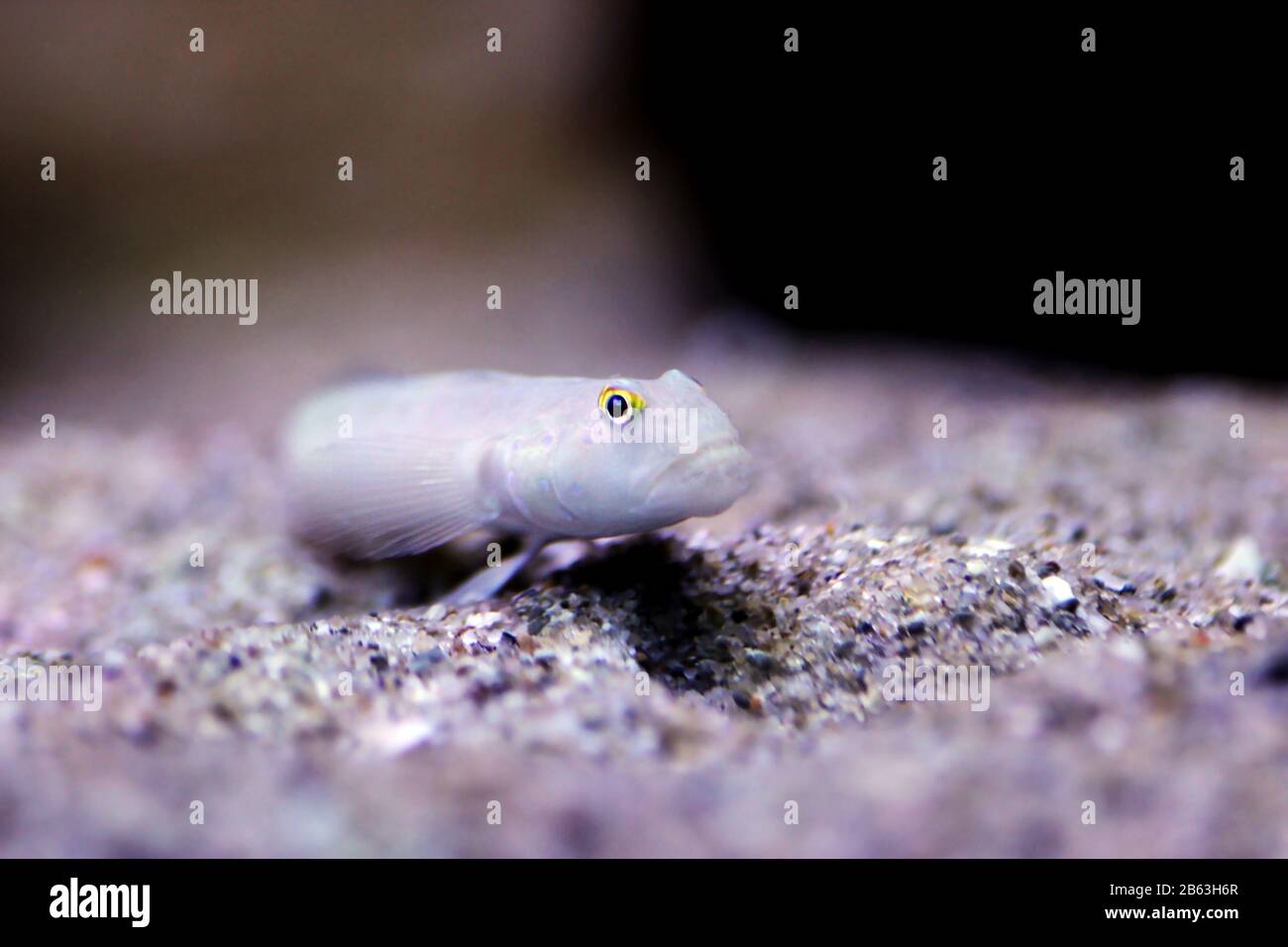 Sleeper Blue Dot Goby - (Valenciennea sexguttata) Stock Photo