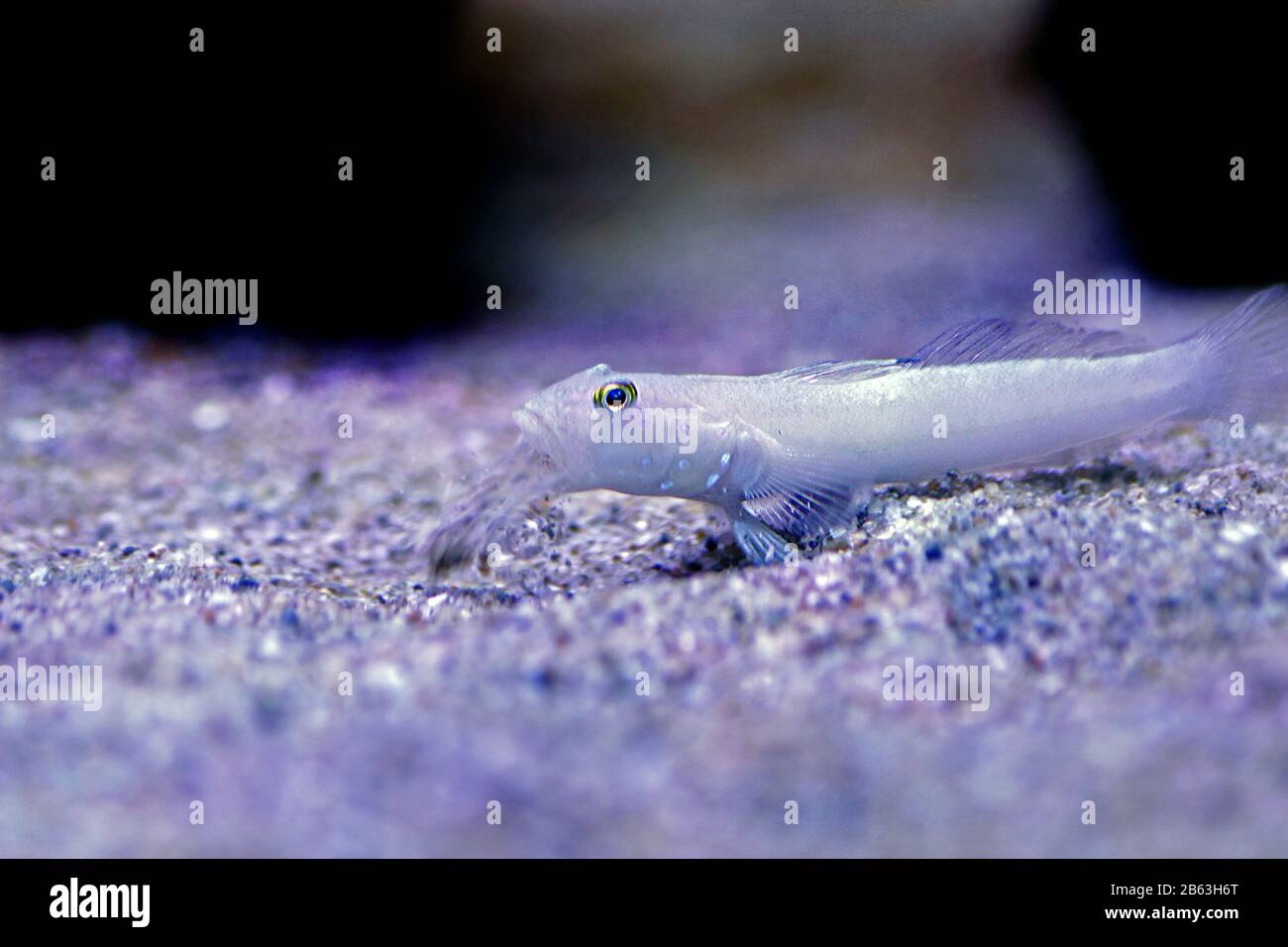 Sleeper Blue Dot Goby - (Valenciennea sexguttata) Stock Photo