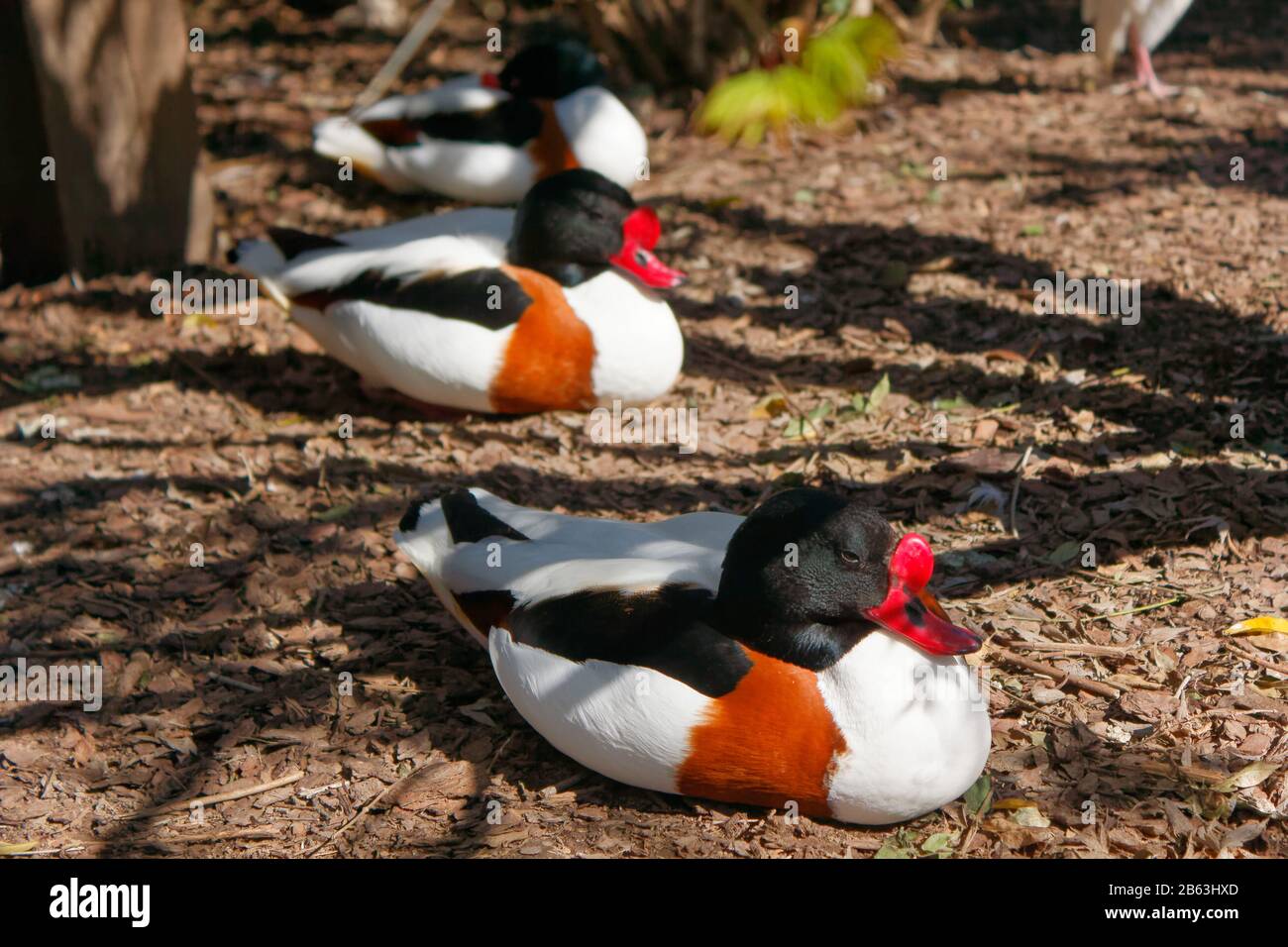 Ducks resting on a sun and shadow under the trees Stock Photo