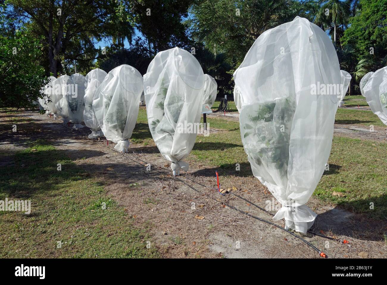 Citrus greening disease protection for young trees Stock Photo Alamy